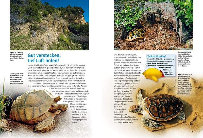 Preview: Entdecke die Schildkröten